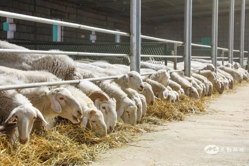 欣海牧業(yè) “牧”歌嘹亮，奏響鄉(xiāng)村振興肉類新篇章