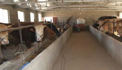 退伍士兵返鄉(xiāng)養(yǎng)牛，撐起村民致富藍天