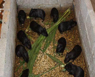 中華黑豚 農(nóng)民致富新寵，產(chǎn)婦滋補(bǔ)佳品