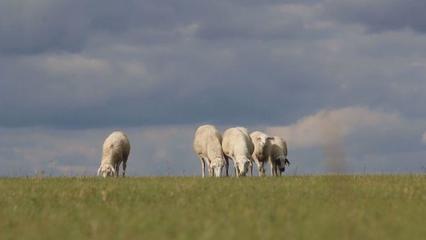 草原上的黨課 內(nèi)蒙古“聽(tīng)黨話、感黨恩、跟黨走”宣傳教育走進(jìn)鄂溫克家畜飼養(yǎng)一線