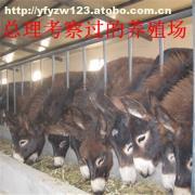 肉?？茖W(xué)飼養(yǎng)管理技術(shù)要點(diǎn)解析